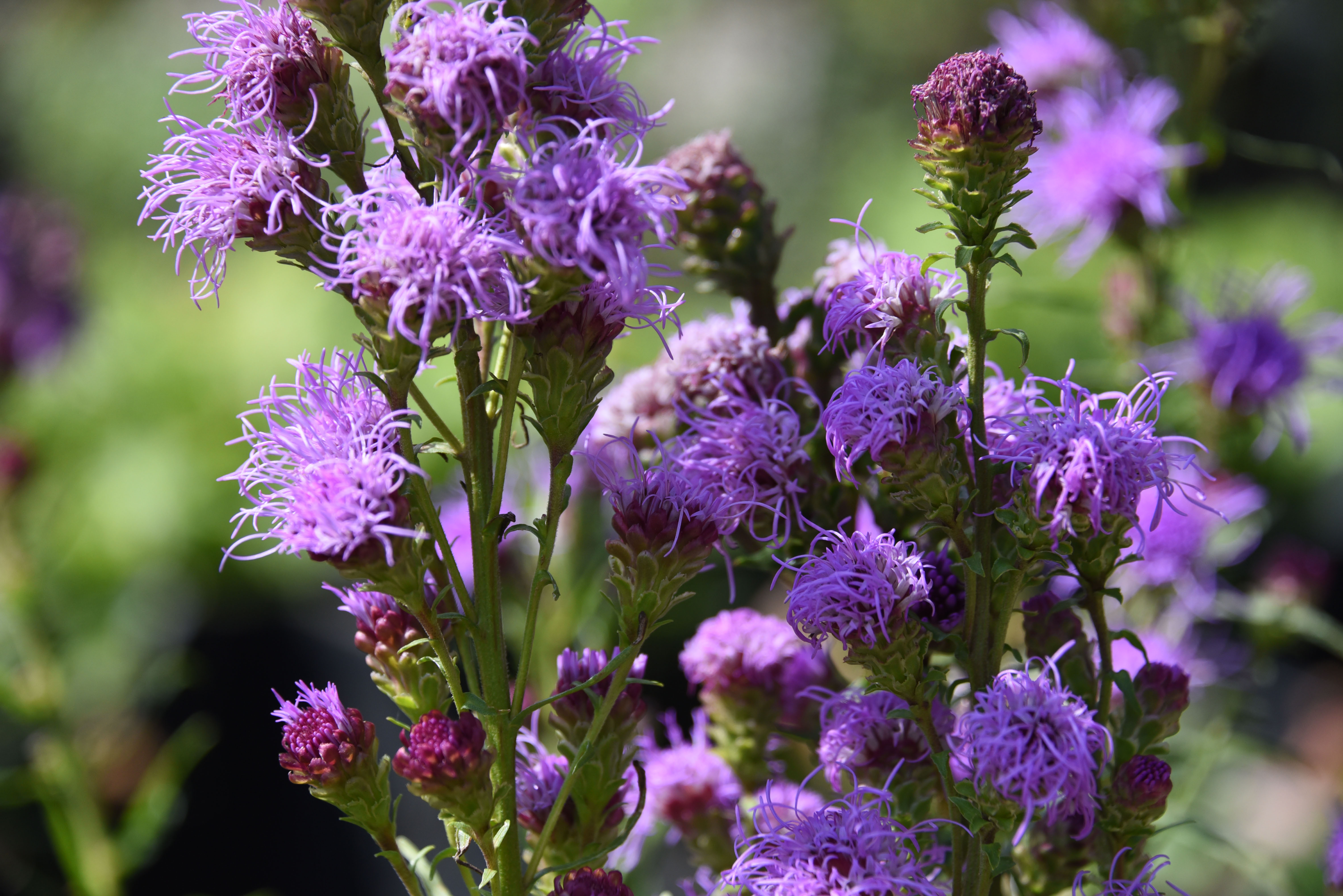Liatris cylindraceaLampenpoetser bestellen